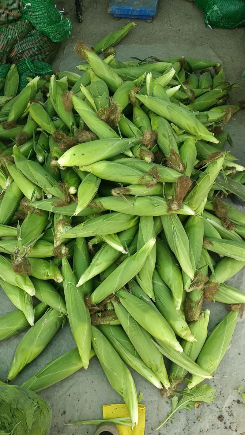 黏玉米晚茬新下来大棒！