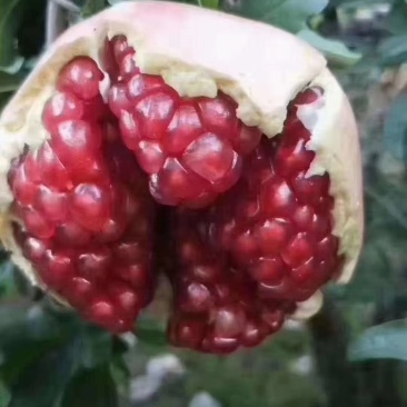 石榴