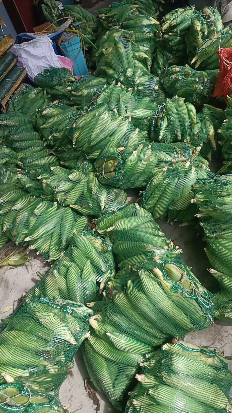 山东即墨黄白甜玉米