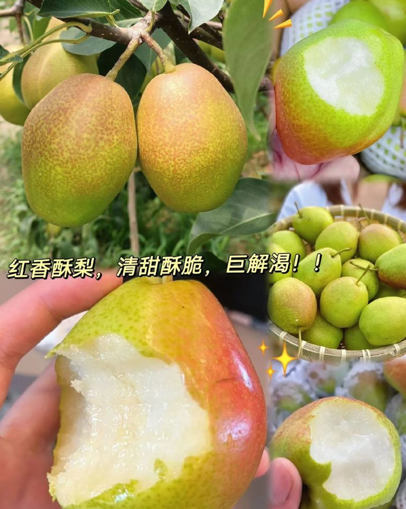 红香酥梨