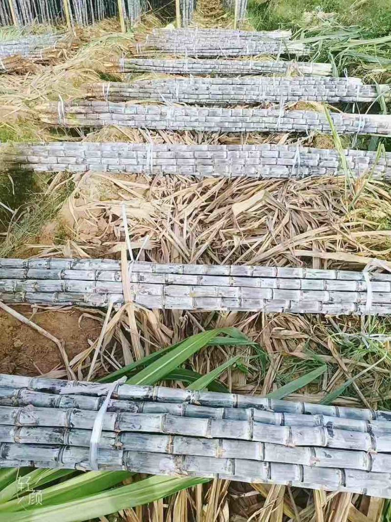 广西甘蔗