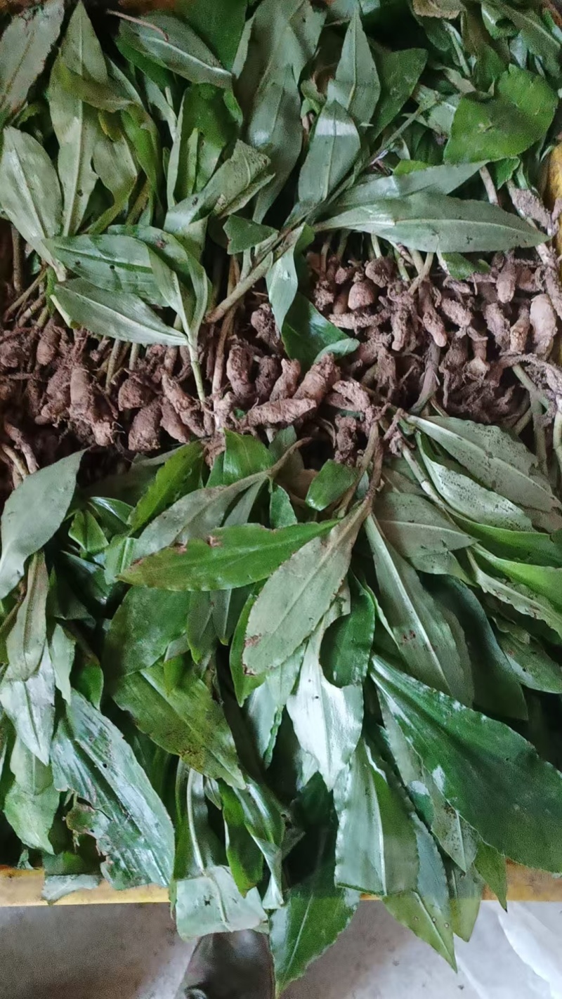 出售双肾草苗，双肾果