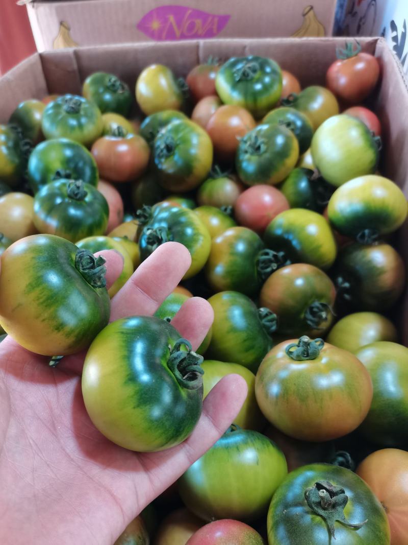 盘锦碱地柿子铁皮柿子绿腚柿子草莓柿子番茄
