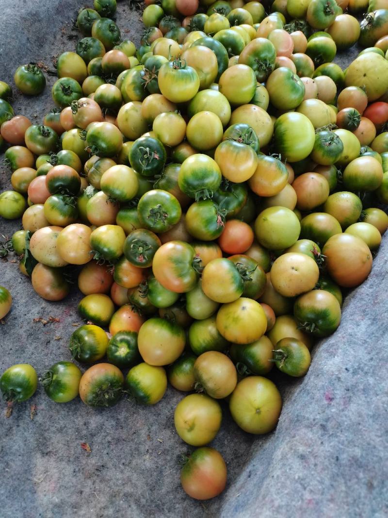 盘锦碱地柿子铁皮柿子绿腚柿子草莓柿子番茄