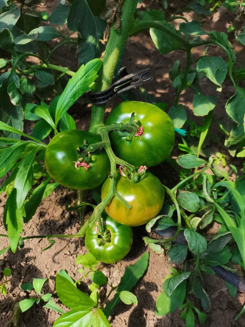 盘锦碱地柿子铁皮柿子绿腚柿子草莓柿子番茄