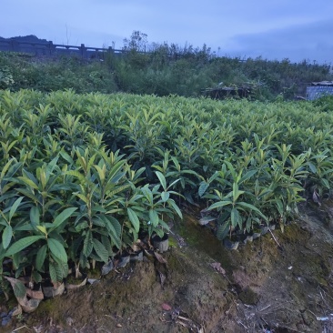 柑橘苗，桂圆苗，荔枝苗，芒果苗，李子，桃子等，品种繁多。