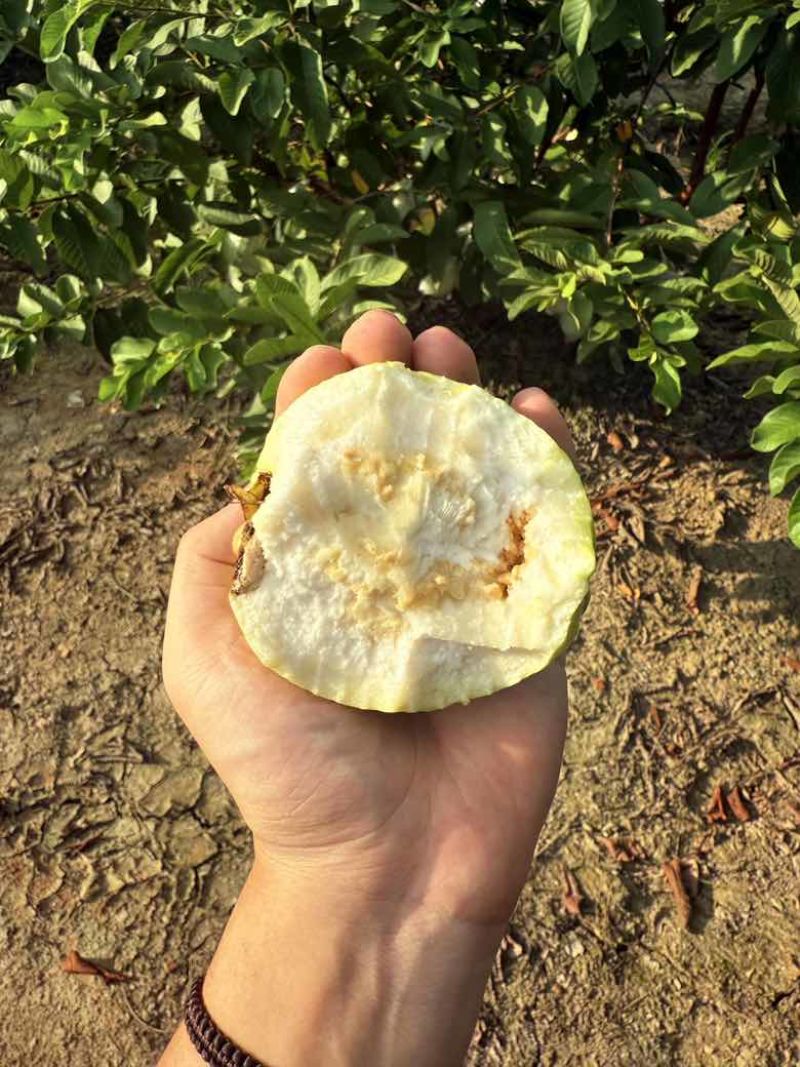 云南芭乐番石榴红心白心都有支持电商按需做货