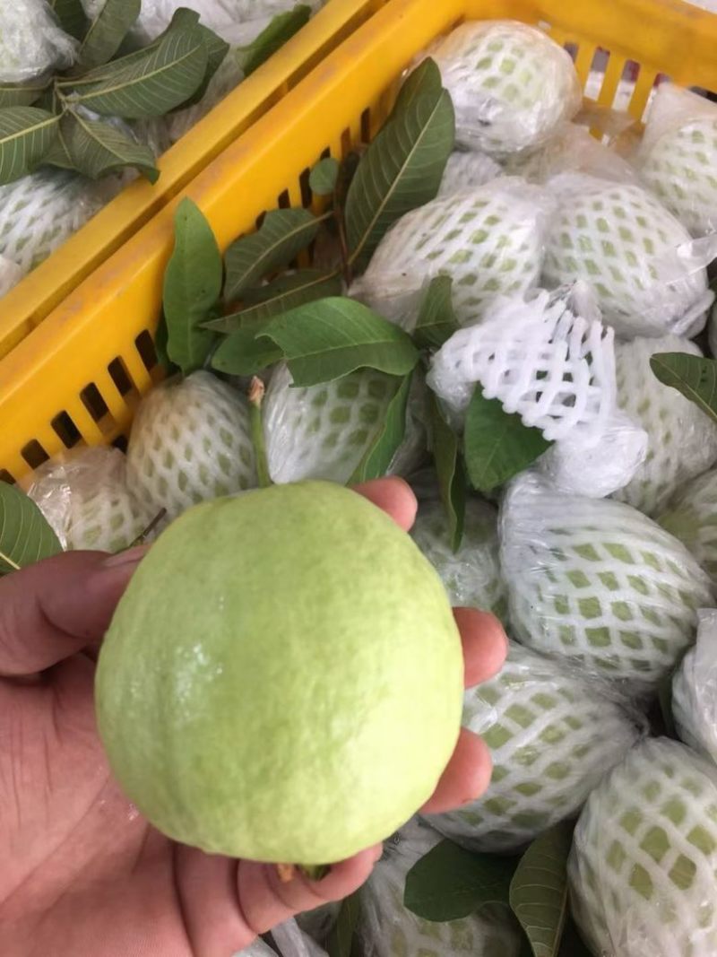 云南芭乐番石榴红心白心都有支持电商按需做货