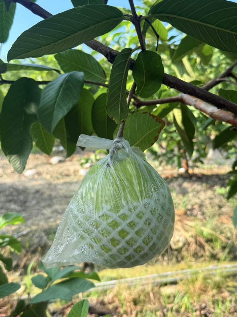 云南芭乐番石榴红心白心都有支持电商按需做货