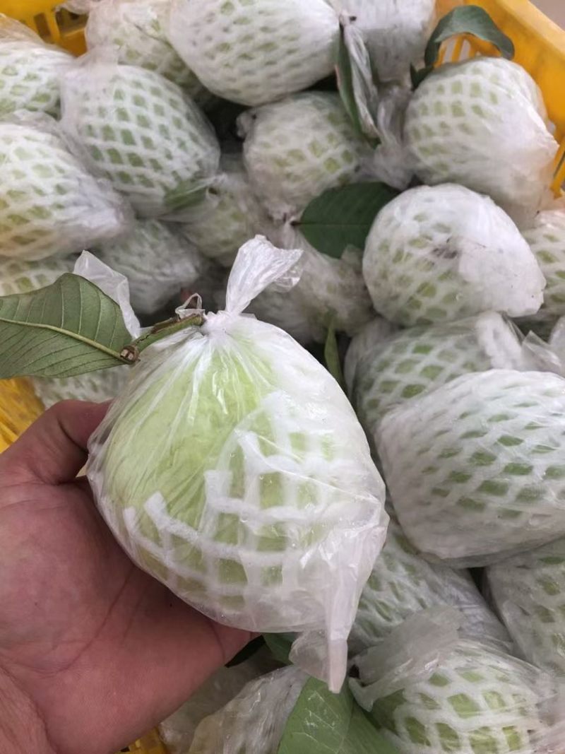 云南芭乐番石榴红心白心都有支持电商按需做货