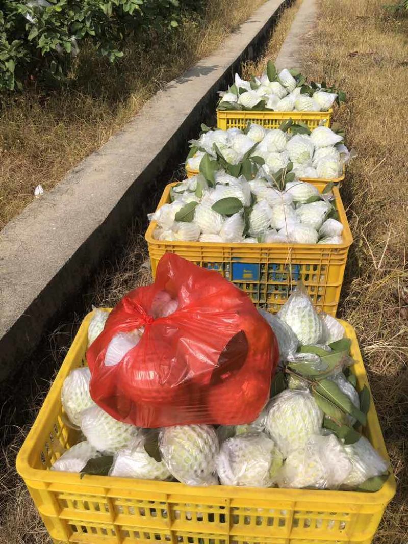 云南芭乐番石榴红心白心都有支持电商按需做货