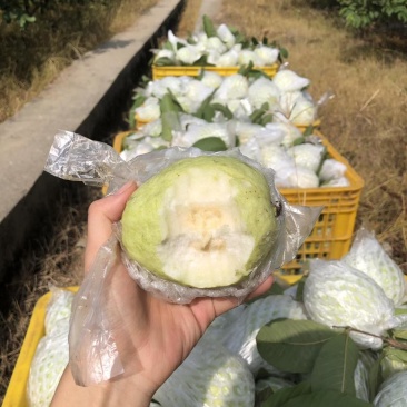 云南芭乐番石榴红心白心都有支持电商按需做货