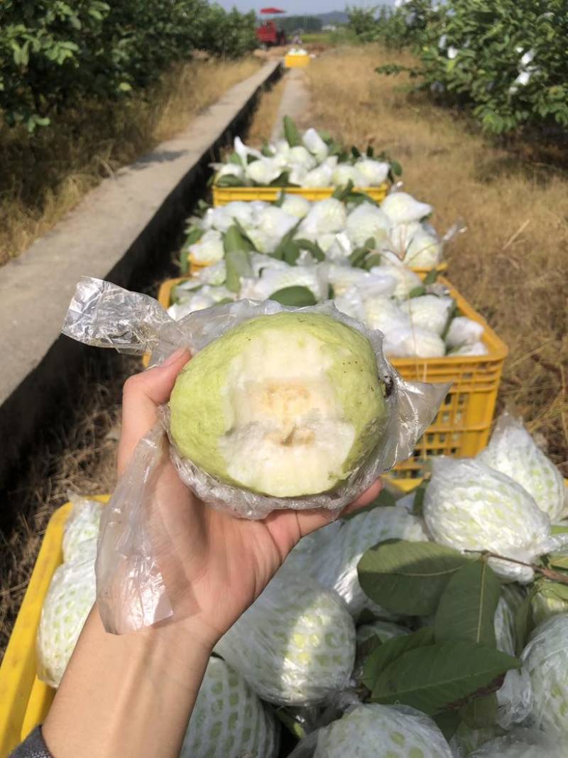 云南芭乐番石榴红心白心都有支持电商按需做货