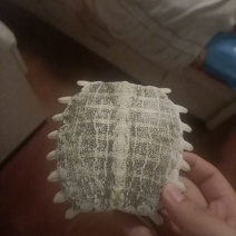 千年王八壳