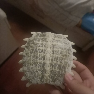 千年王八壳