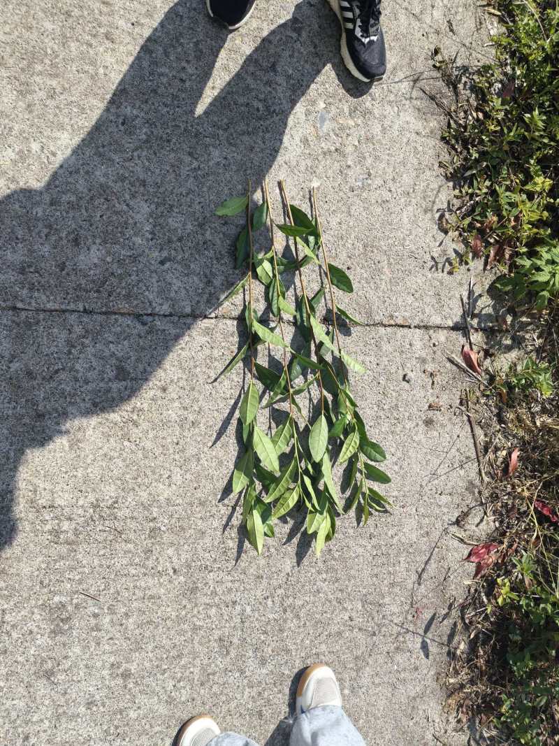 安吉白茶枝条