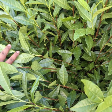 安吉白茶枝条