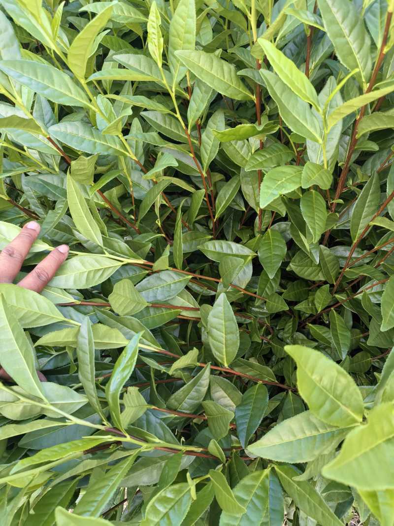 安吉白茶枝条