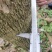 出售14年树龄柚木和黄花梨树