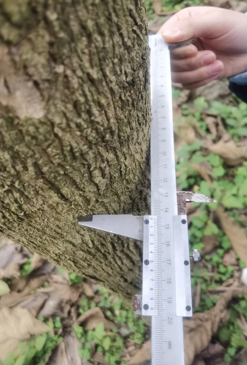 出售14年树龄柚木和黄花梨树