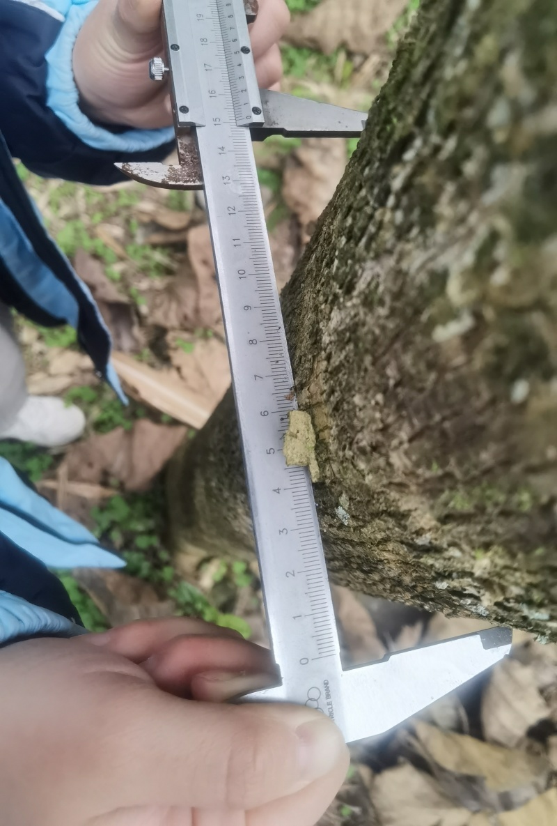 出售14年树龄柚木和黄花梨树