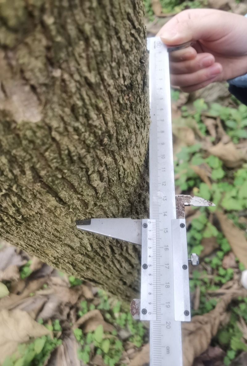 出售14年树龄柚木和黄花梨树