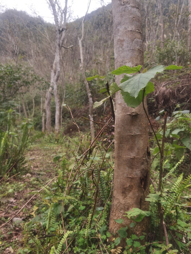 出售14年树龄柚木和黄花梨树