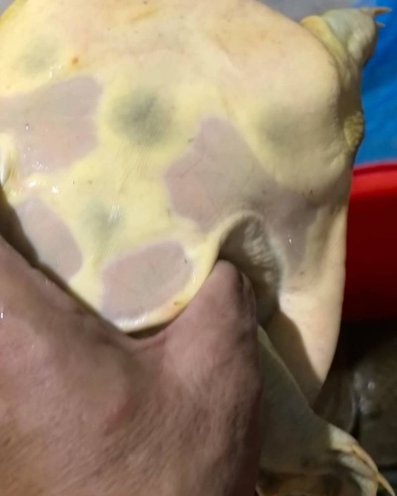黄沙甲鱼