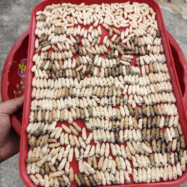 野生黑盾蜂/小黄腰蜂/黄脚蜂冻蜂蛹一二三四级蛹去内脏