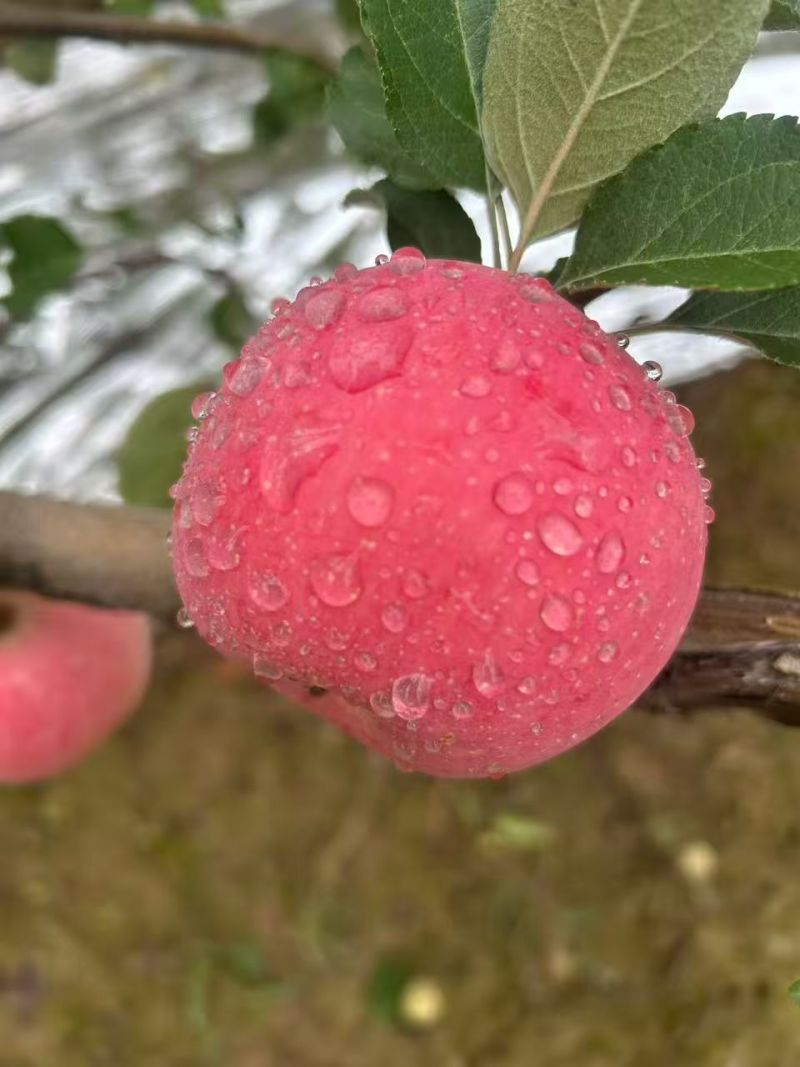 陕西永寿县红富士秦冠