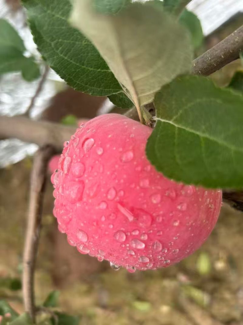 陕西永寿县红富士秦冠
