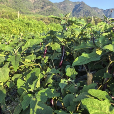 大山深处的茄子🍆
