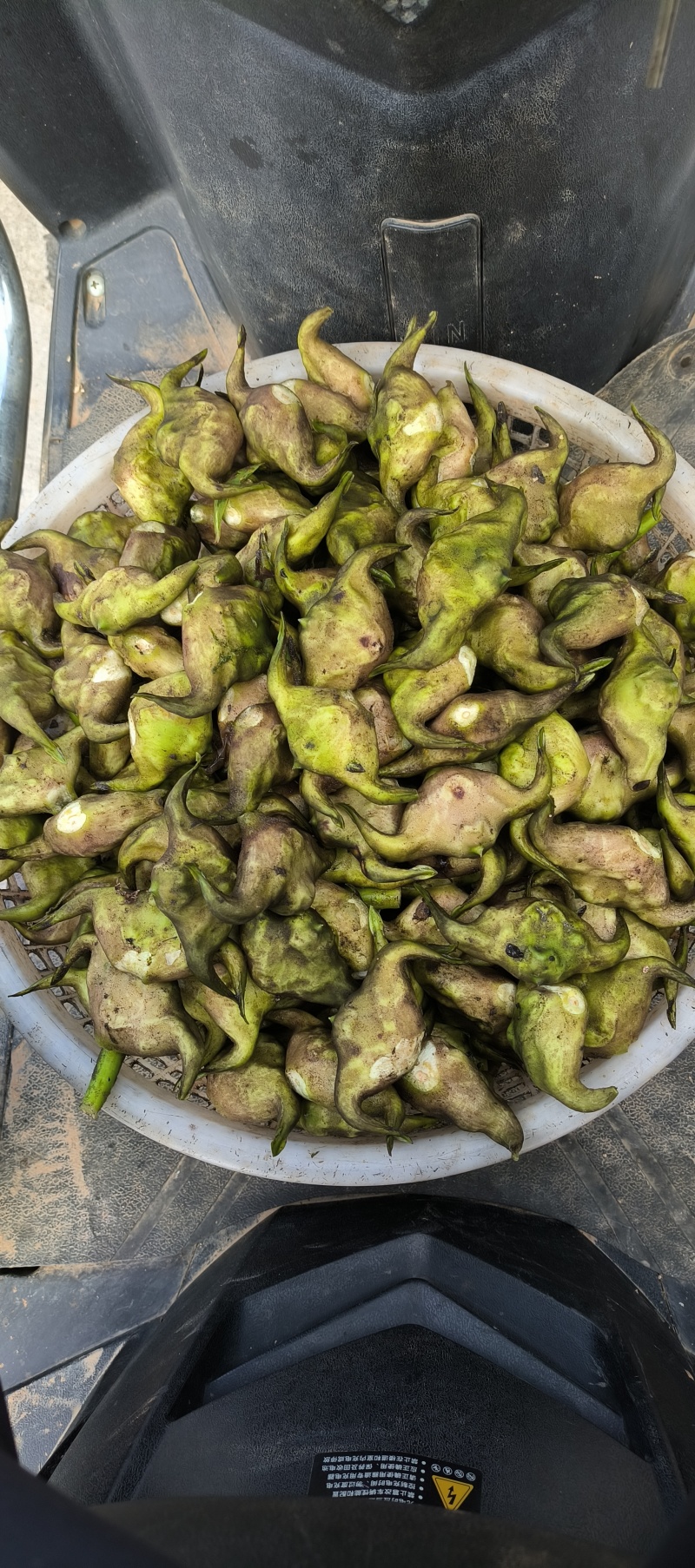 菱角