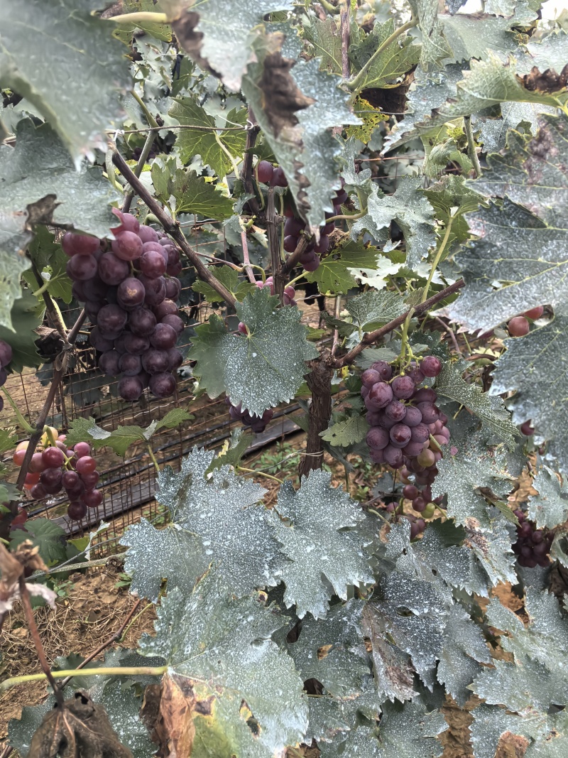 巨峰葡萄