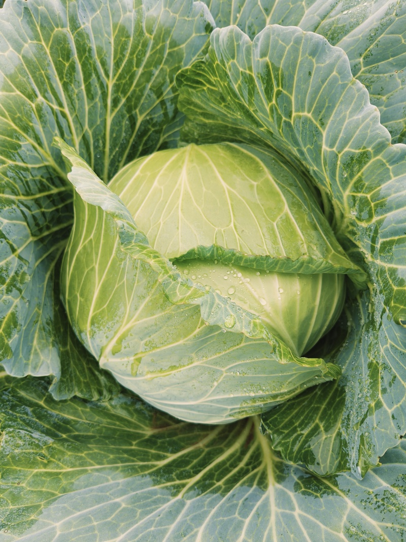 固安大扁白菜