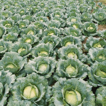 固安大扁白菜