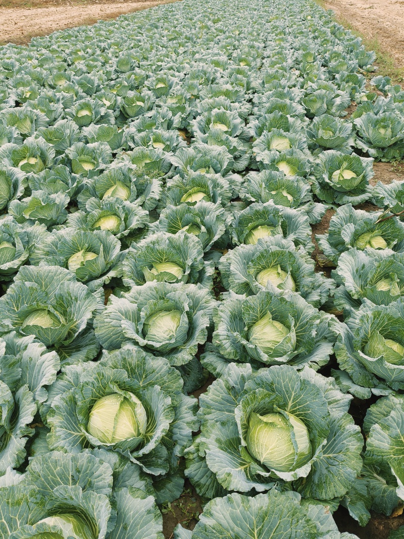固安大扁白菜