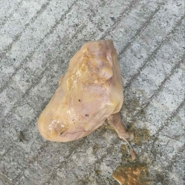 鸡宝