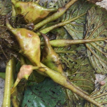 菱角菱角