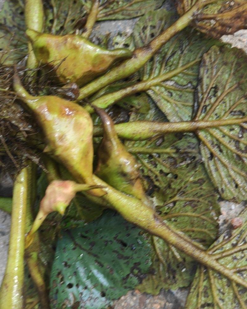 菱角菱角