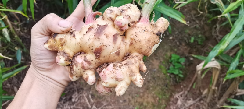 深山优质大肉姜