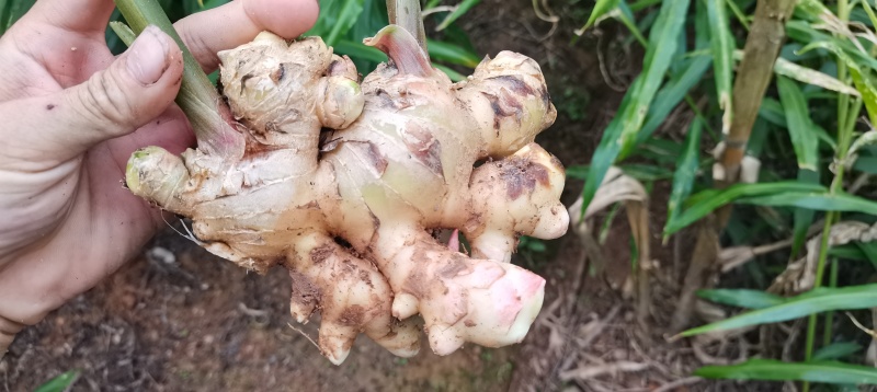 深山优质大肉姜