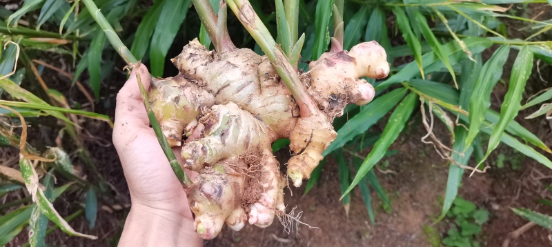 深山优质大肉姜