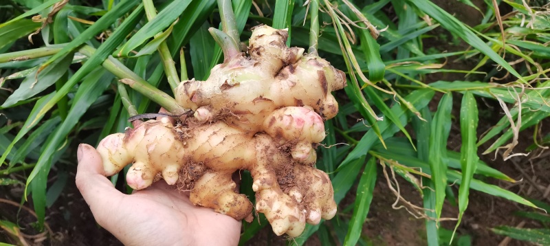 深山优质大肉姜