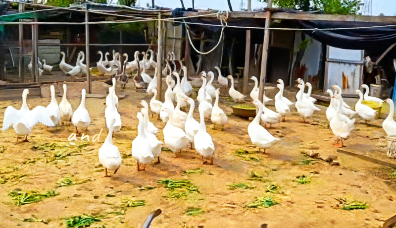 大公鸡大鹅