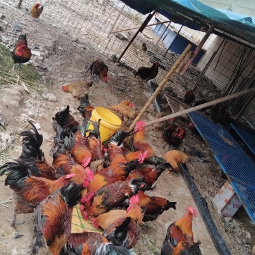 大公鸡大鹅