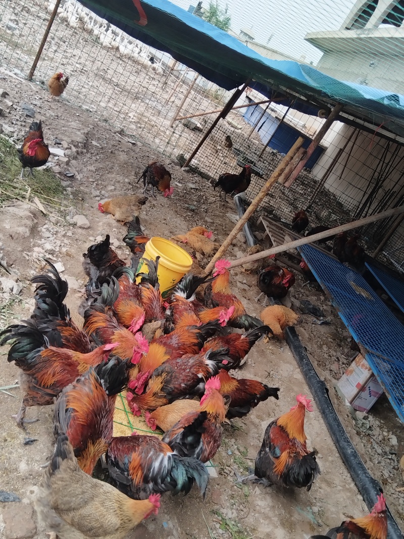 大公鸡大鹅