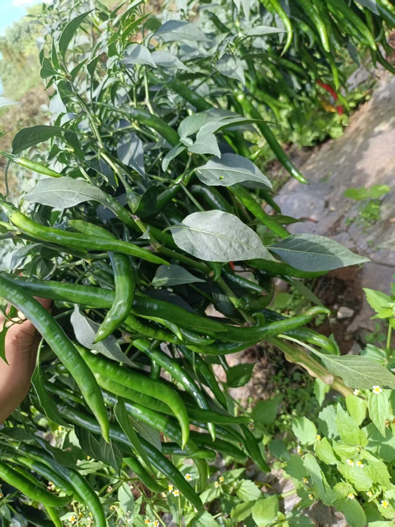 各种辣椒
