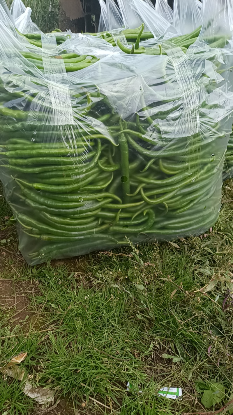 各种辣椒