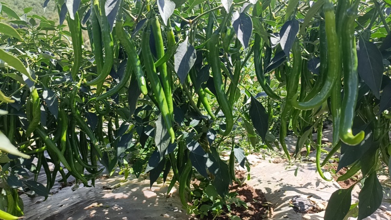 各种辣椒